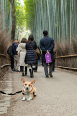 生き物 犬 dog corgi コーギー 田舎 冬 嵐山 京都 竹林