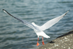 琵琶湖のカモメ