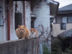 野良猫