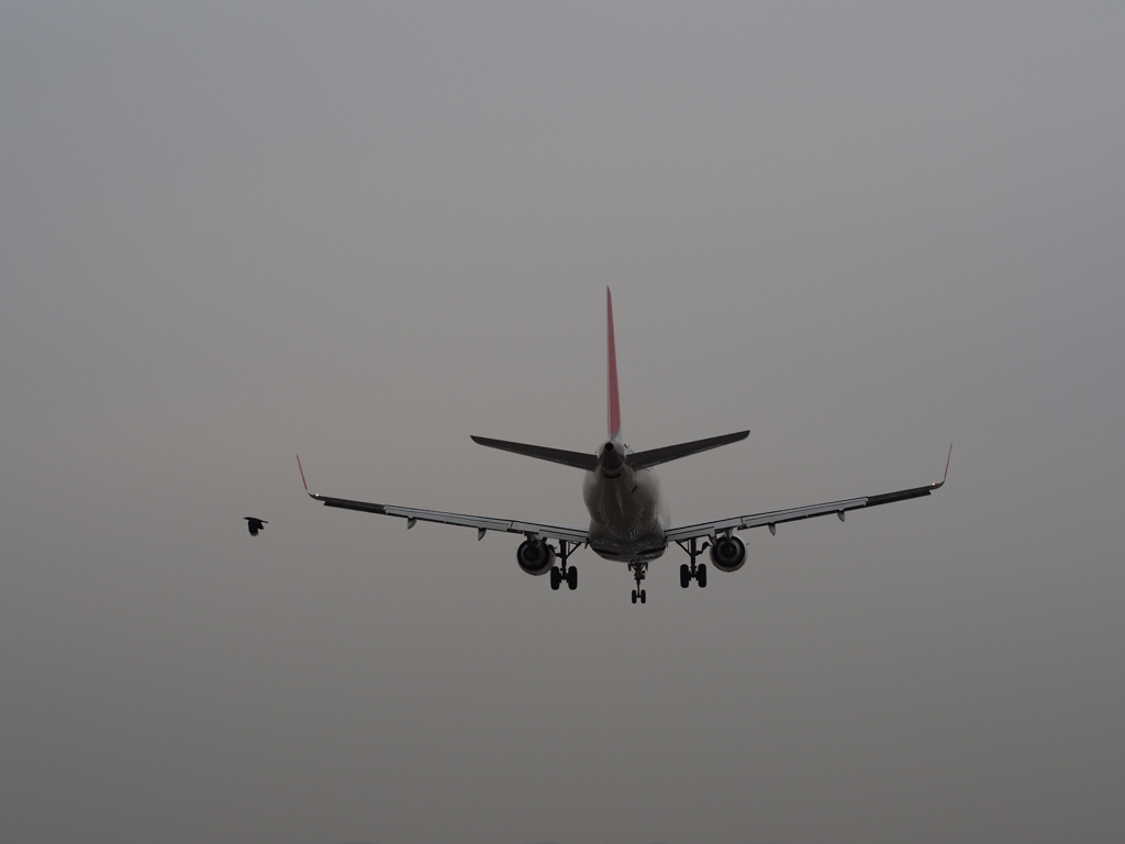 鳥と飛行機