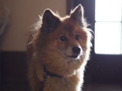 もふもふの犬
