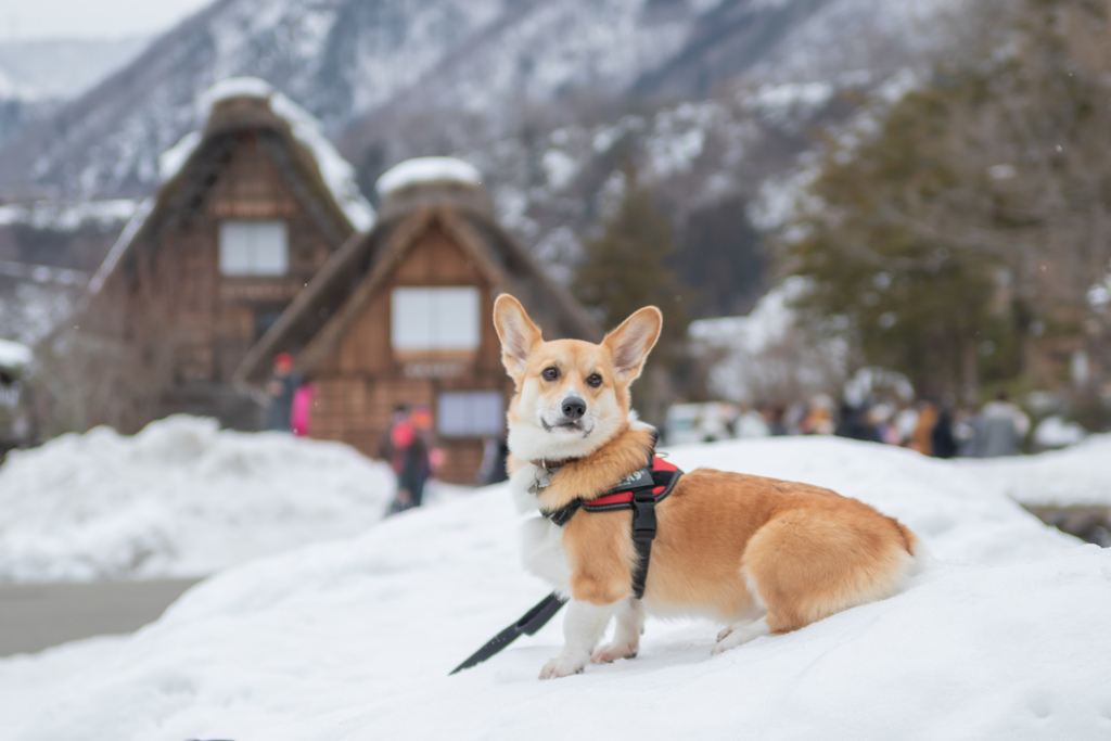 合掌造と犬
