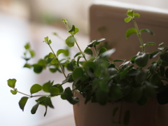 観葉植物