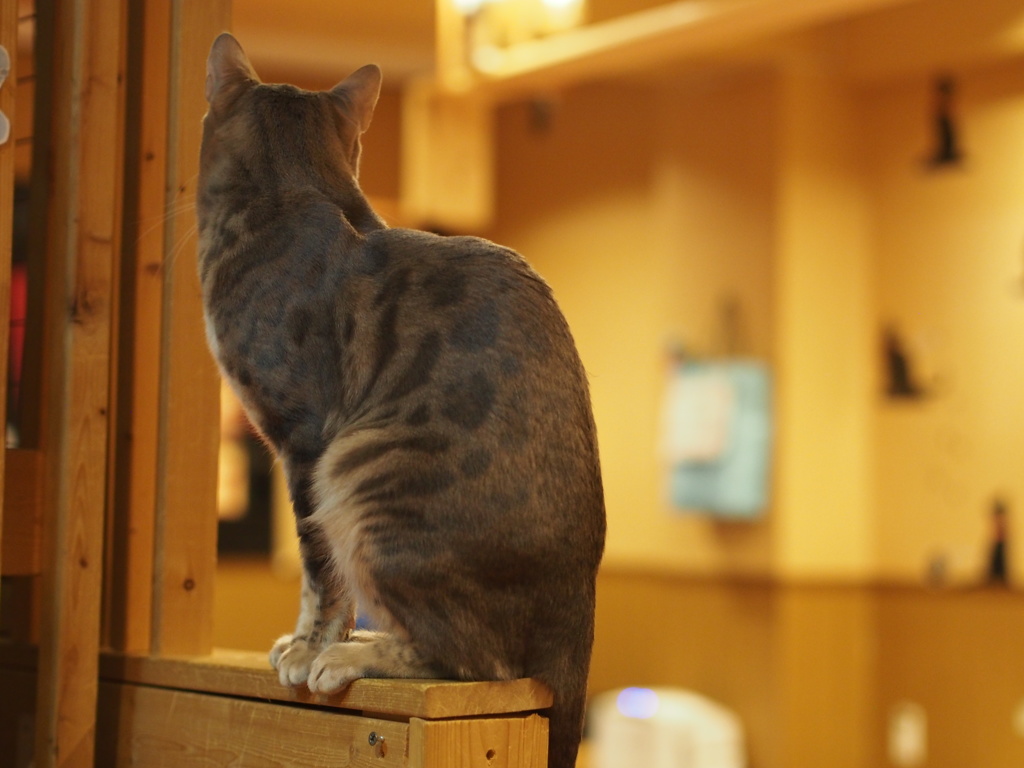 猫背
