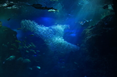 小さな大魚