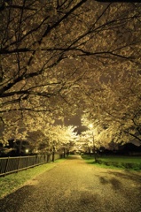 いつしかの夜桜