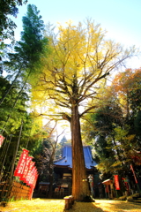 大銀杏