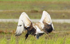 丹頂（幼鳥）