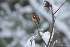 雪絡み　ジョビ