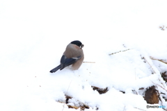 雪中捕食　1