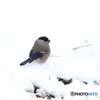 雪中捕食　1