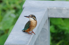 カワセミ