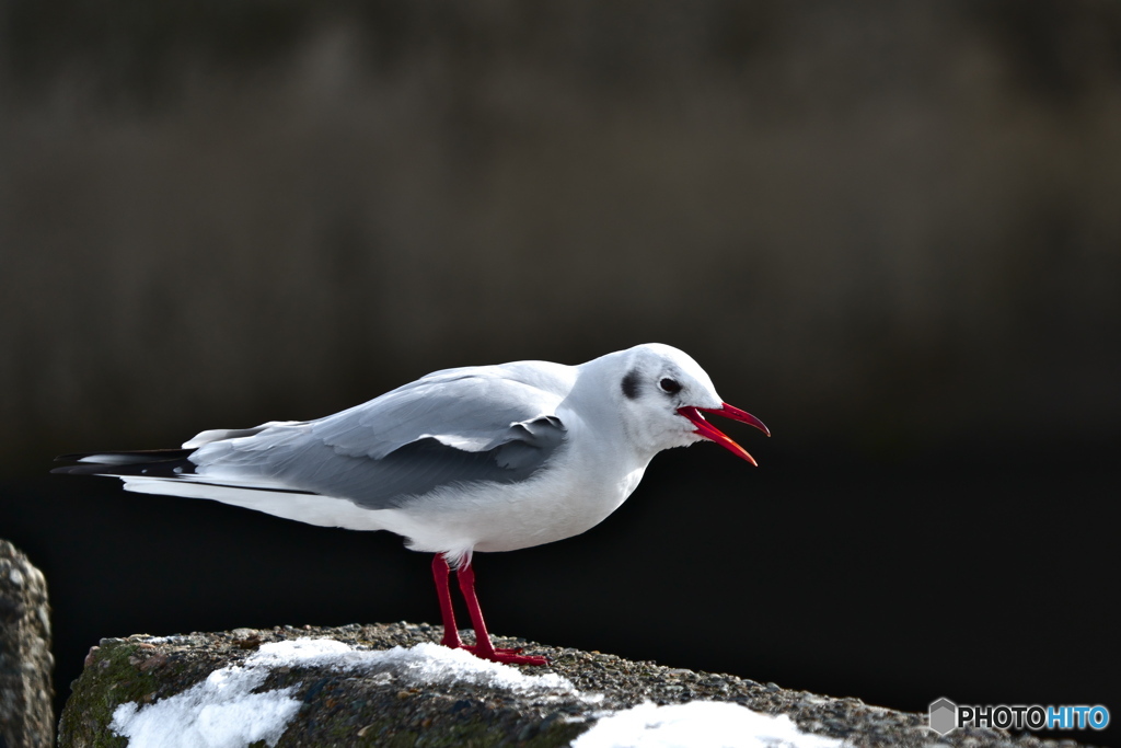 ユリカモメ　2