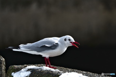 ユリカモメ　2
