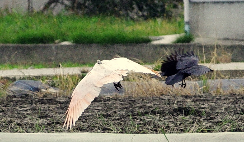 ０４朱鷺カラスと