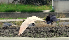 ０４朱鷺カラスと