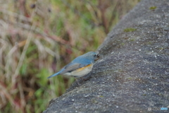 捕食です
