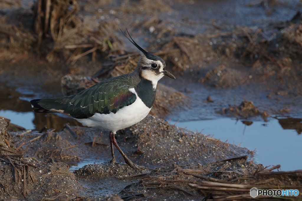 野鳥散策・・1