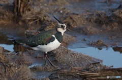 野鳥散策・・1