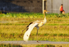 丹頂（幼鳥）のストレッチ