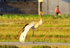 丹頂（幼鳥）のストレッチ