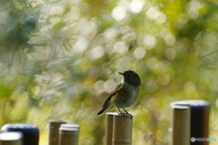 竹垣に乗ったルリチャン