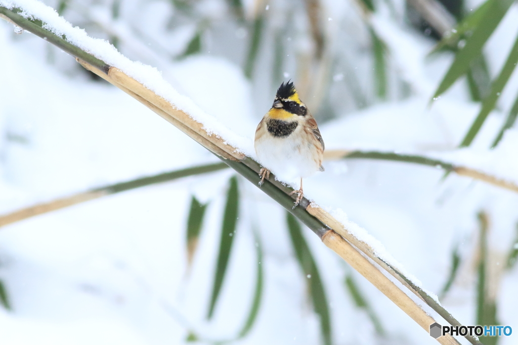 雪絡み丸竹に乗りました　3