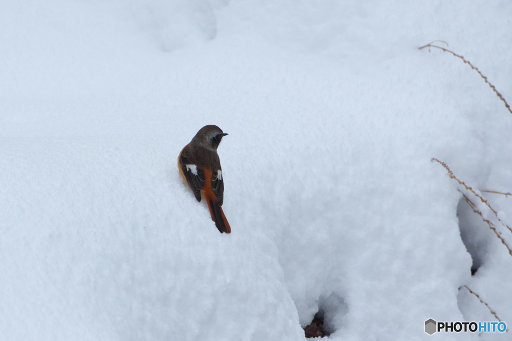 雪面に降りました