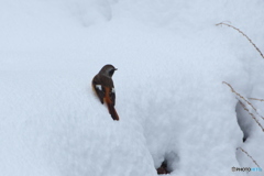 雪面に降りました