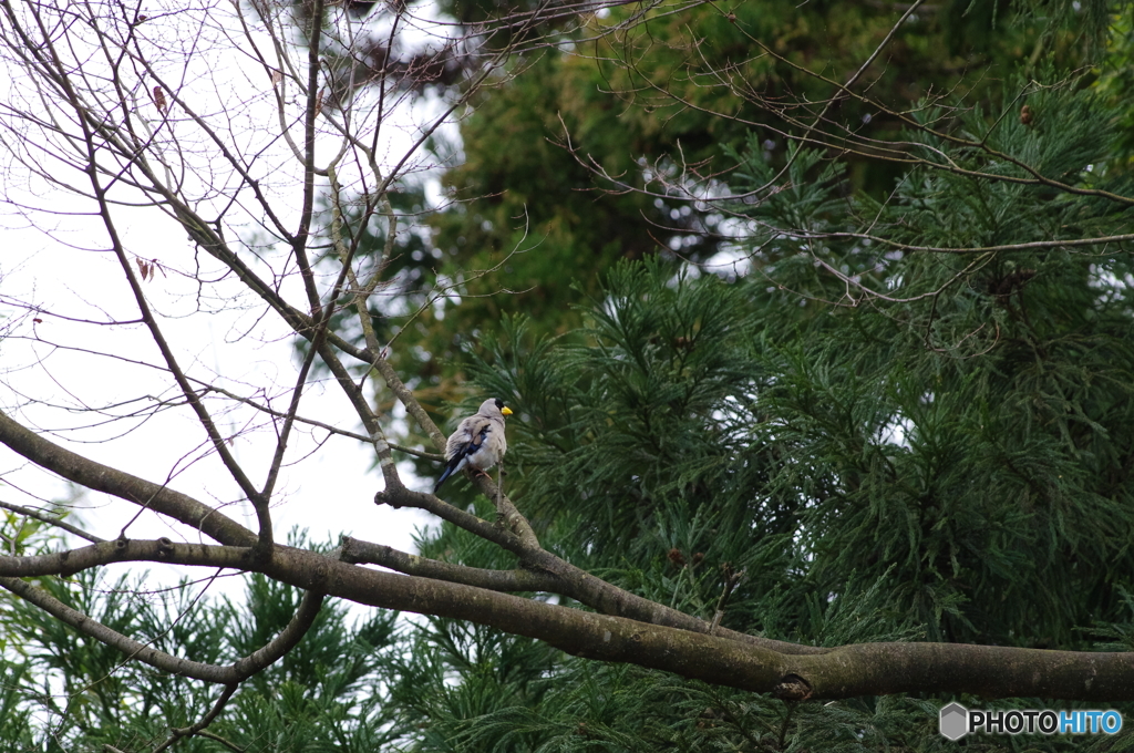 公園散策　イカル2