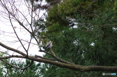 公園散策　イカル2