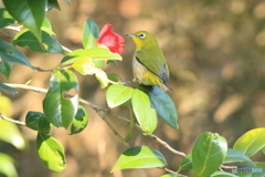 雄しべ捕食1