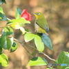雄しべ捕食1