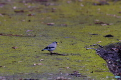 公園散策　イカル1