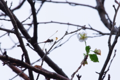 庭に咲いた季節外れの桜