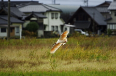 04朱鷺着地