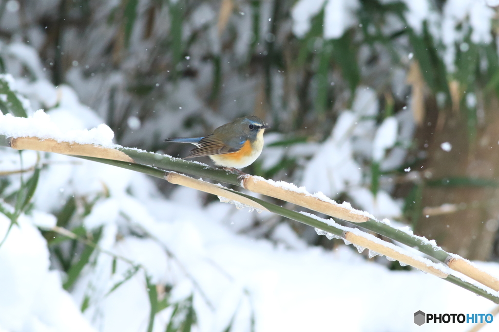 雪絡み・・　ルリビタキ　♂若