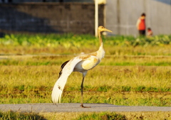 丹頂（幼鳥）のストレッチ
