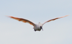 飛鳥その2