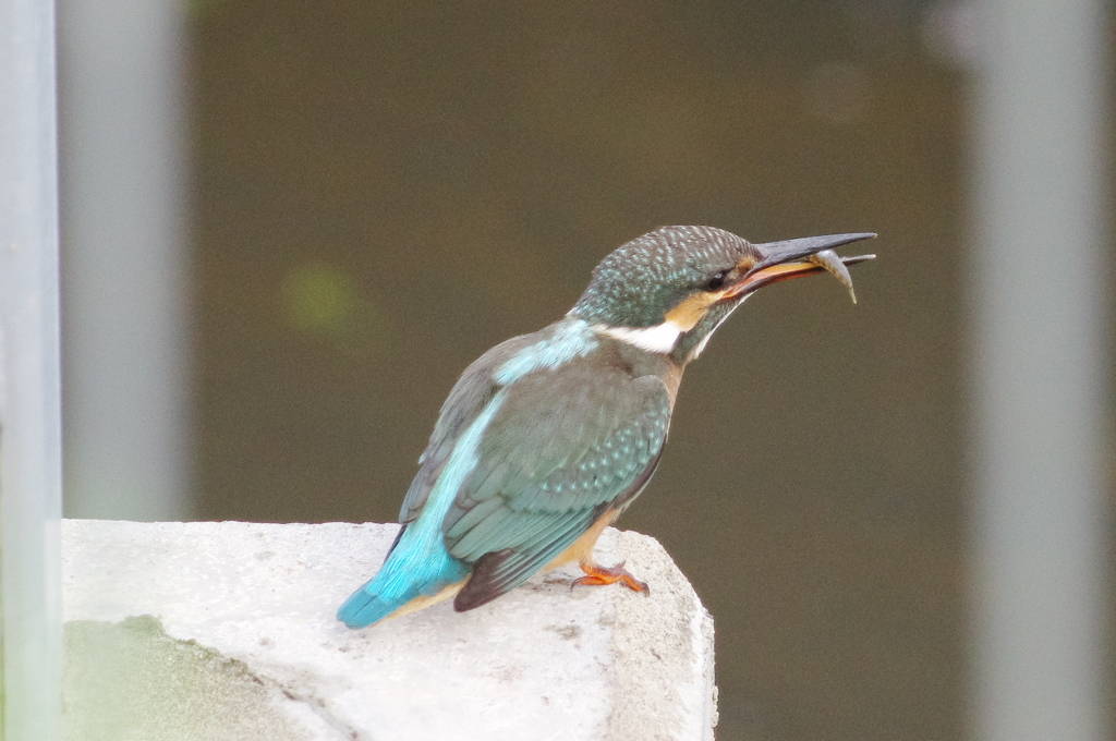 カワセミ