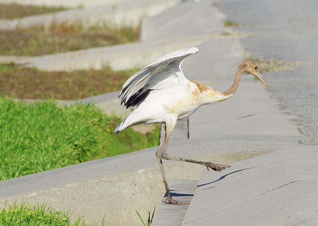丹頂（幼鳥）