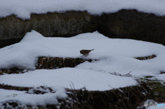 雪上のカシラダカ　2