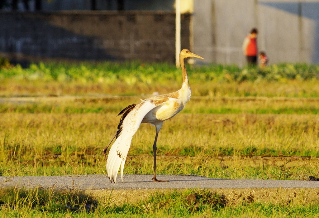 丹頂（幼鳥）のストレッチ