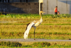 丹頂（幼鳥）のストレッチ