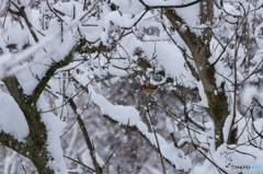 雪中捕食・・