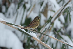 雪絡み