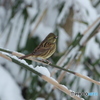 雪絡み