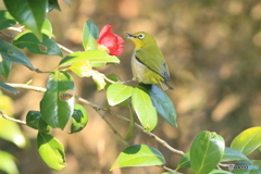 雄しべ捕食2
