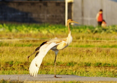 丹頂（幼鳥）のストレッチ