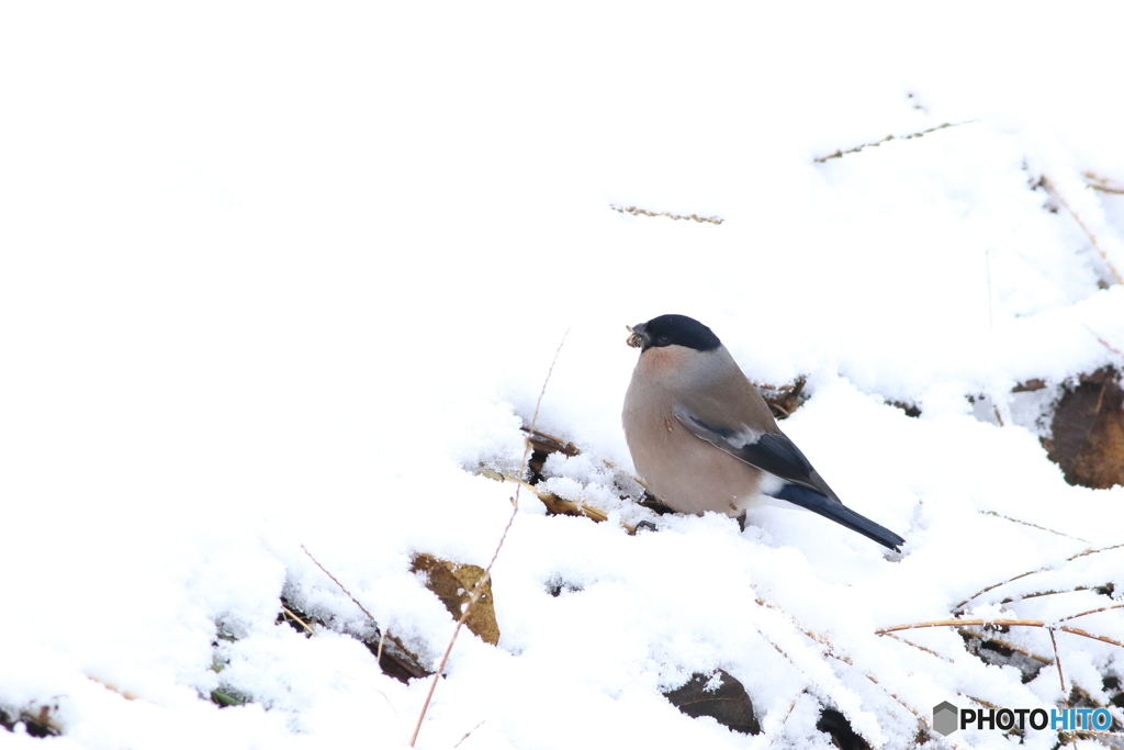 雪中捕食　2
